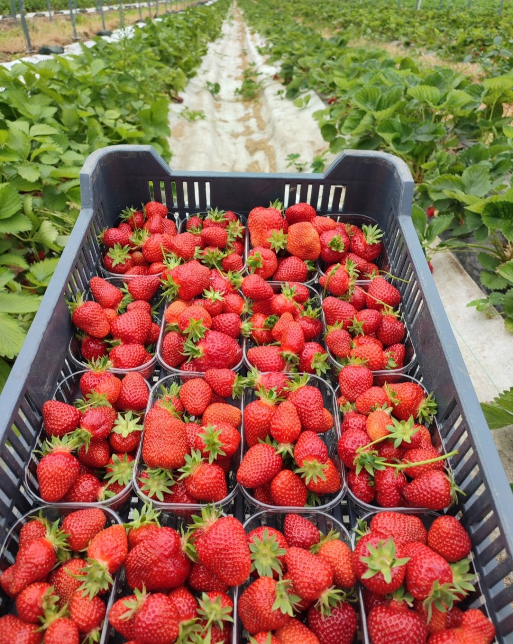 Erntehelfer:in gesucht!